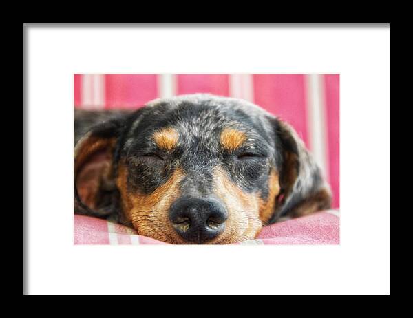 Dog Framed Print featuring the photograph Dosing by Camille Lopez