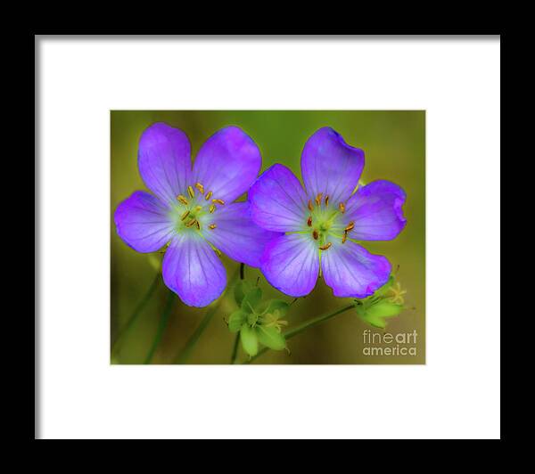 Flower Framed Print featuring the photograph Double Beauty by Rod Best