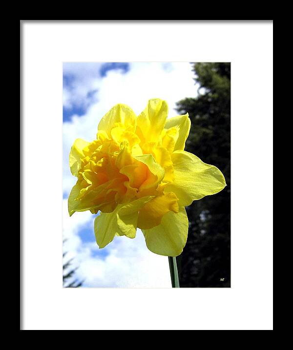 Daffodil Framed Print featuring the photograph Double Daffodil by Will Borden