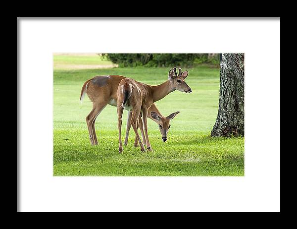 Deer Framed Print featuring the photograph Double Deer by Cathy Kovarik