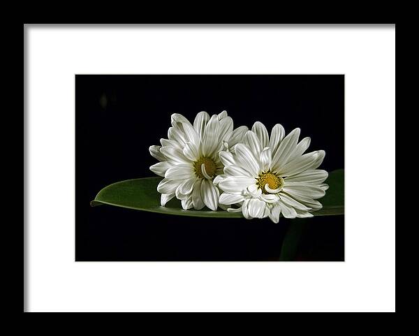 Daisy Framed Print featuring the photograph Double Delight by Elsa Santoro