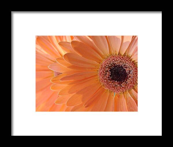 Floral Framed Print featuring the photograph Double Delight by Mary Halpin