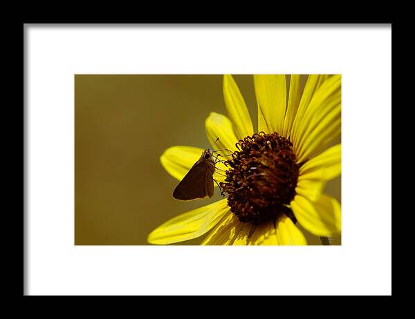 James Smullins Framed Print featuring the photograph Double dotted butterfly by James Smullins