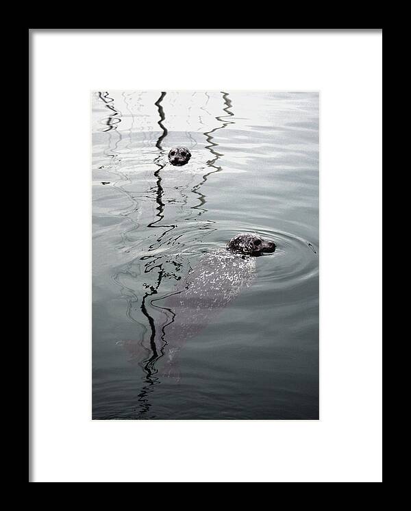 Harbor Seal Framed Print featuring the photograph Double Feature by Richard Andrews