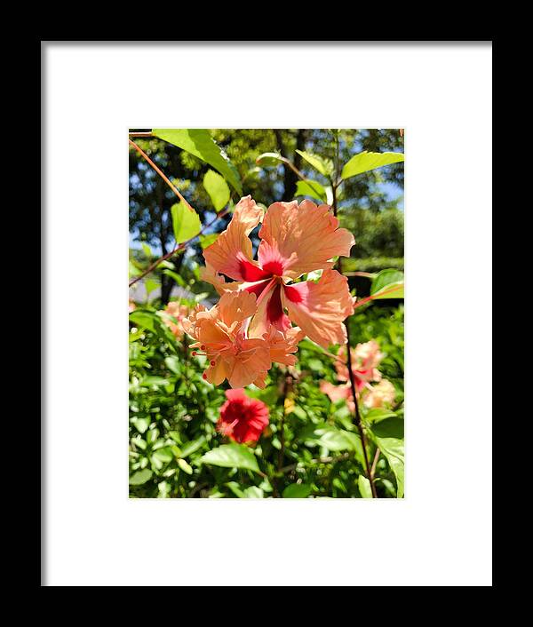 Hibiscus Framed Print featuring the photograph Double Headed Hibiscus by Brian Eberly