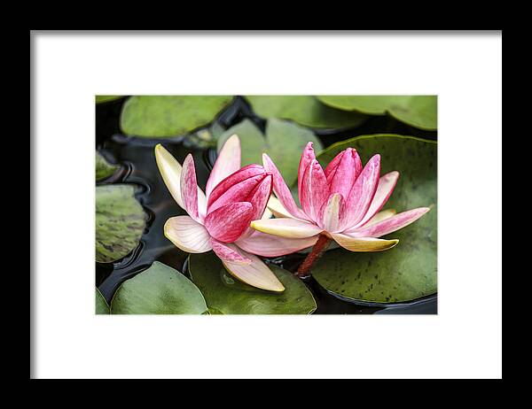 Water Framed Print featuring the photograph Double the Beauty by Marina Kojukhova