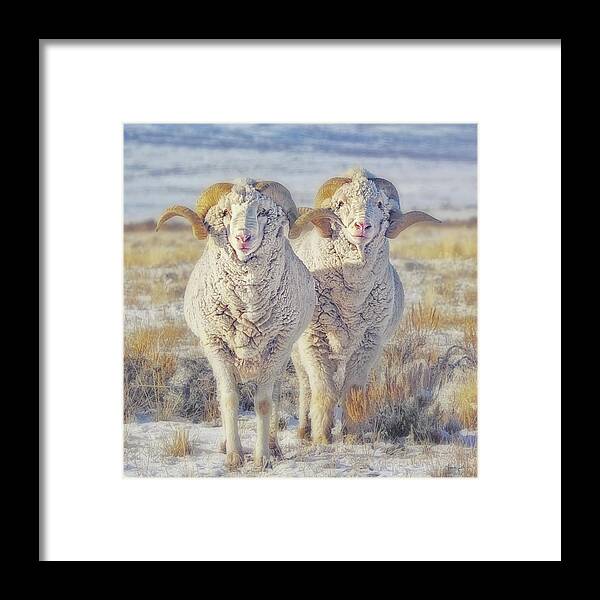 Sheep Framed Print featuring the photograph Double the Ram Power by Amanda Smith