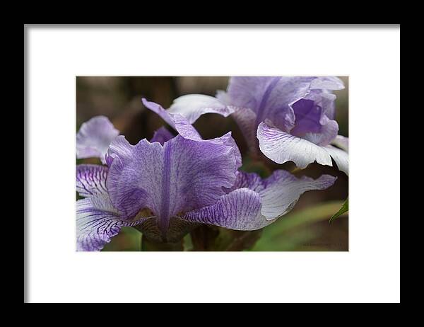 Iris Framed Print featuring the photograph Double Vision Iris by Kathy Barney