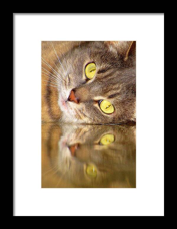 Cats Framed Print featuring the photograph Double Vision by Lori Lafargue