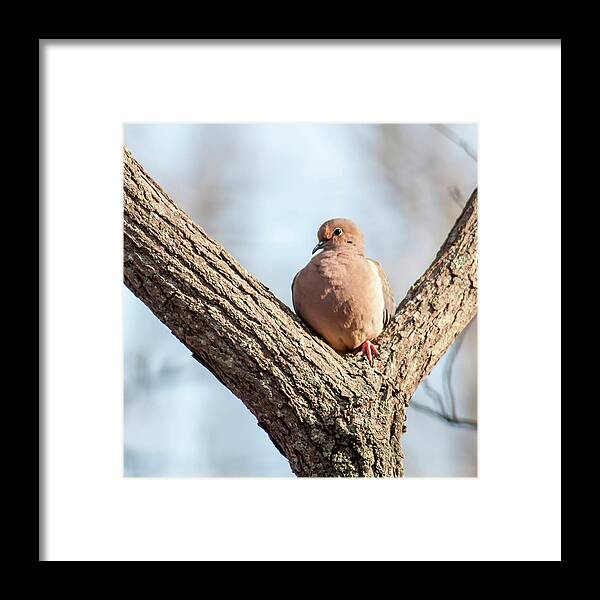 Bird Framed Print featuring the photograph Dove 6887 by Cathy Kovarik