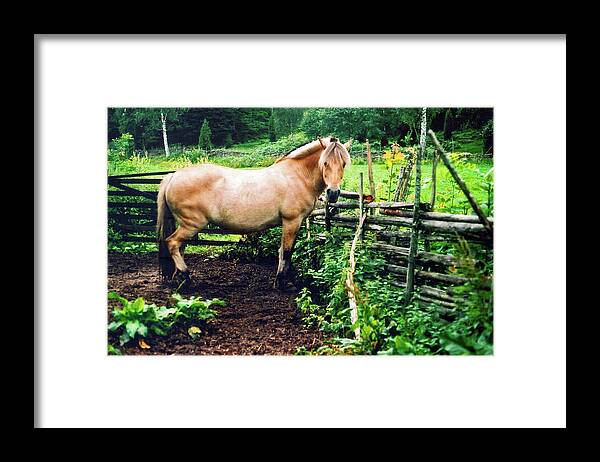 Sweden Framed Print featuring the photograph Down on the Farm by Elizabeth Hoskinson