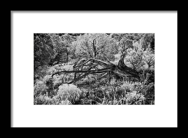 Landscape Framed Print featuring the photograph Downed Cypress Sedona Arizona Number five by Bob Coates