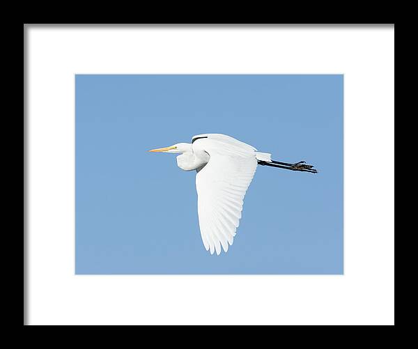 Darin Volpe Animals Framed Print featuring the photograph Downstroke -- Great Egret at Atascadero Lake Park, California by Darin Volpe