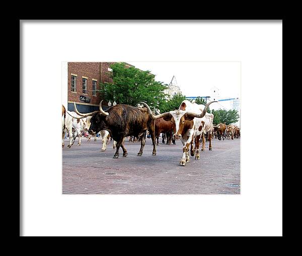 Longhorns Framed Print featuring the photograph Downtown Cattle Drive by Keith Stokes
