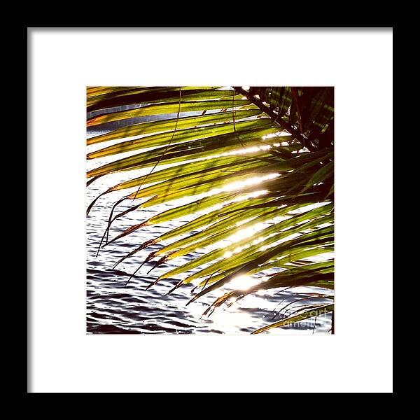 Palm Framed Print featuring the photograph Downtown by Denise Railey