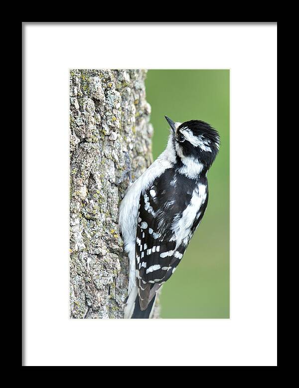 Animal Framed Print featuring the photograph Downy by Bonfire Photography