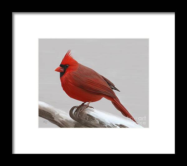 Cardinal Framed Print featuring the painting Downy Winter Male by Rand Herron