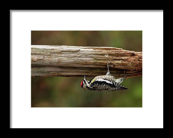 Bird Framed Print featuring the photograph Hairy Woodpecker by Daniel Reed