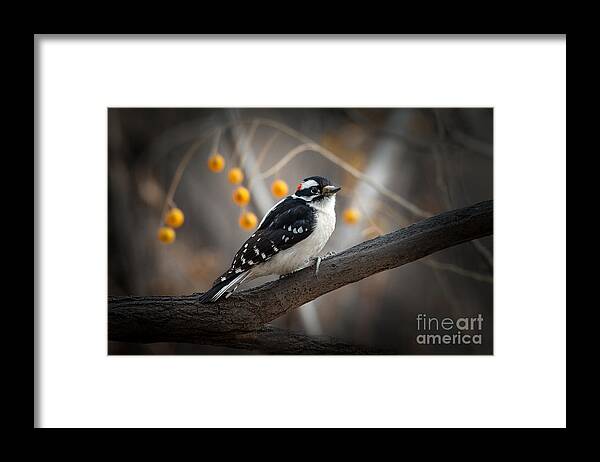 Woodpecker Framed Print featuring the photograph Downy Woodpecker by Lisa Manifold