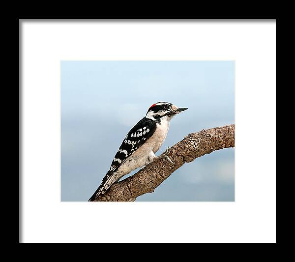 Downy Woodpecker Framed Print featuring the photograph Downy Woodpecker Spring 2016 1 by Lara Ellis