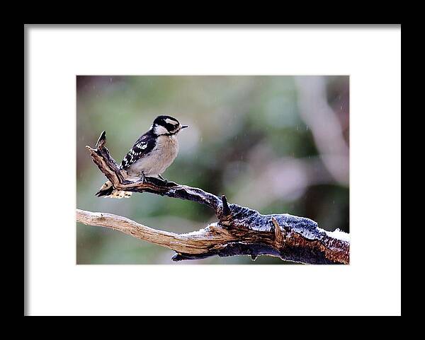 Downy Woodpecker Framed Print featuring the photograph Downy Woodpecker With Snow by Daniel Reed