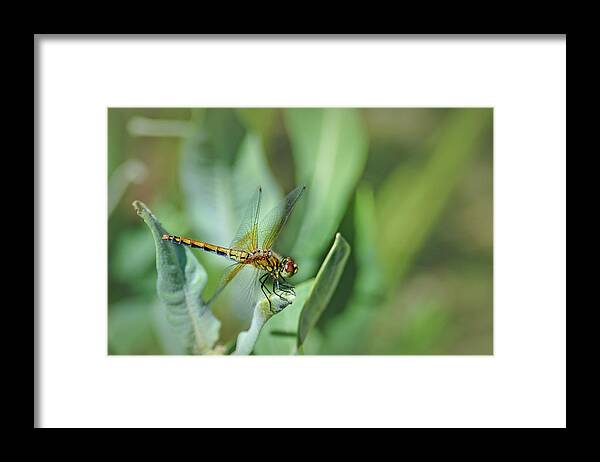 Insect Framed Print featuring the photograph Dragon Fly 1 by Rick Mosher