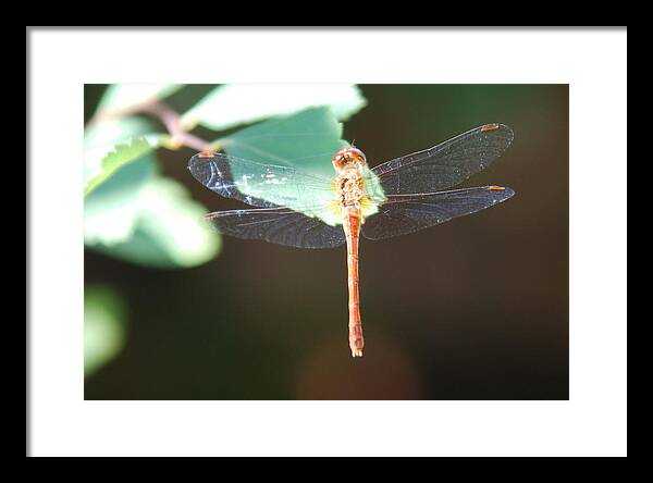 Insect Framed Print featuring the photograph Dragon Fly by Don and Sheryl Cooper