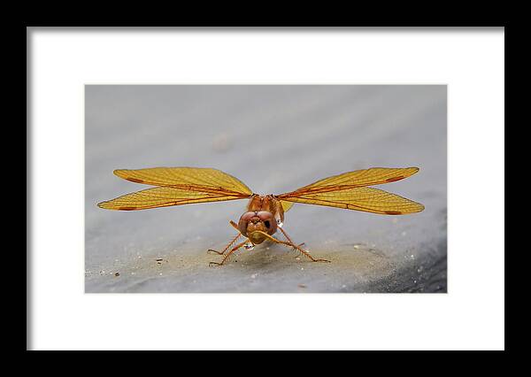 Insect Framed Print featuring the photograph Dragon Fly Hanging Around by Darryl Hendricks
