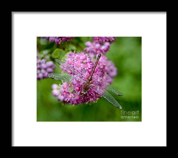 Dragonfly Framed Print featuring the photograph Dragonfly by Alana Ranney