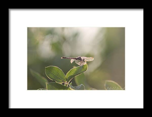 Insect Framed Print featuring the photograph Dragonfly Basking in the Twilight by Robert Banach