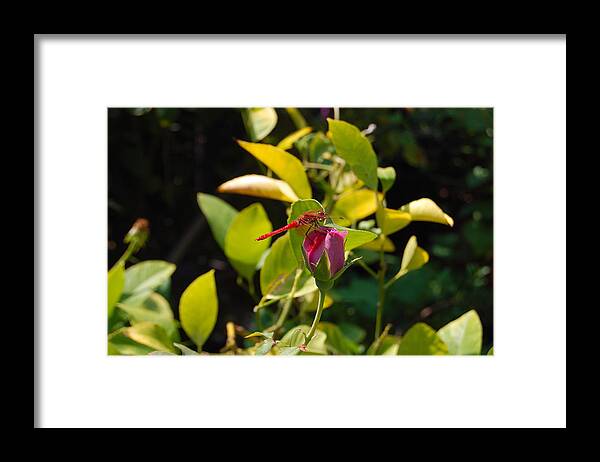 Dragonfly Framed Print featuring the photograph Dragonfly by Carolyn Donnell