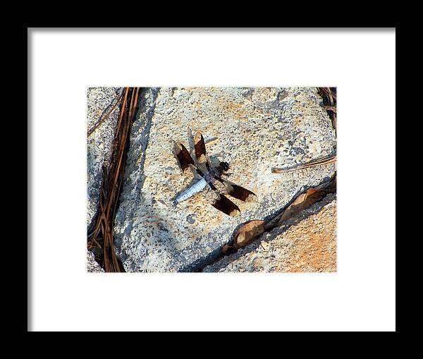 Insects Framed Print featuring the photograph Dragonfly Display by Jennifer Robin