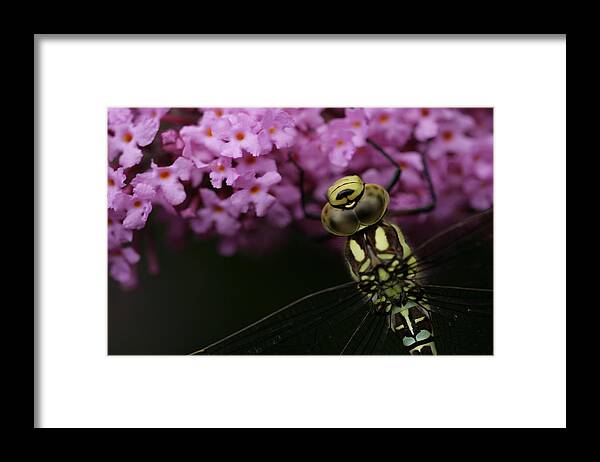 Dragonfly Hawker Purple Yellow Insect Dark Garden Framed Print featuring the photograph Dragonfly by Ian Sanders