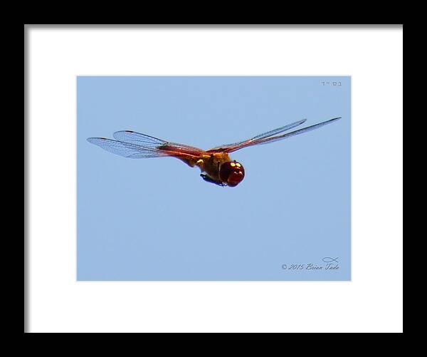 Dragonfly Framed Print featuring the photograph Dragonfly In Flight Close Up by Brian Tada