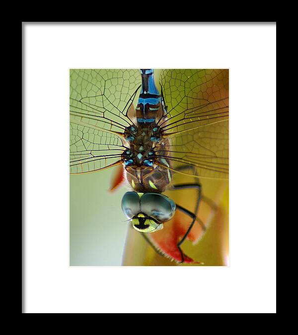 Dragonfly Framed Print featuring the photograph Dragonfly in Thought by Ben Upham III