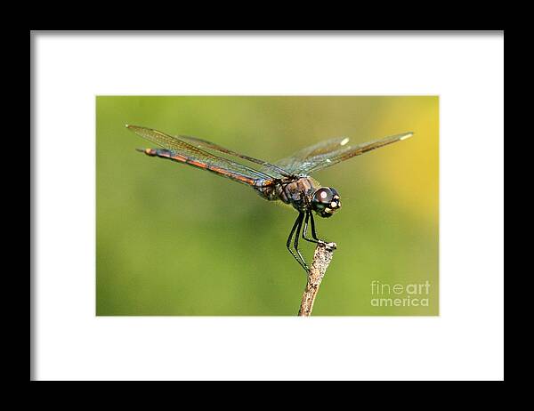 Dragonfly Framed Print featuring the photograph Dragonfly on a Stick by Robert Wilder Jr