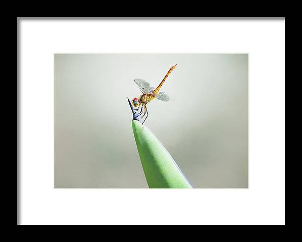 Dragonfly On Cactus Framed Print featuring the photograph Dragonfly on Cactus by Steven Michael