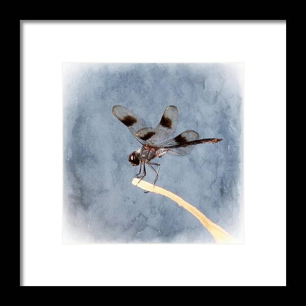 Dragonfly Framed Print featuring the painting Dragonfly On Edge by Barbara Chichester
