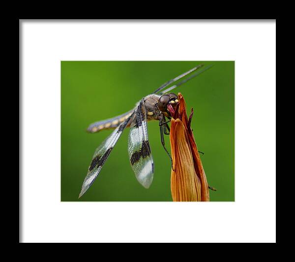 Dragonfly Framed Print featuring the photograph Dragonfly Portrait 2 by Ben Upham III