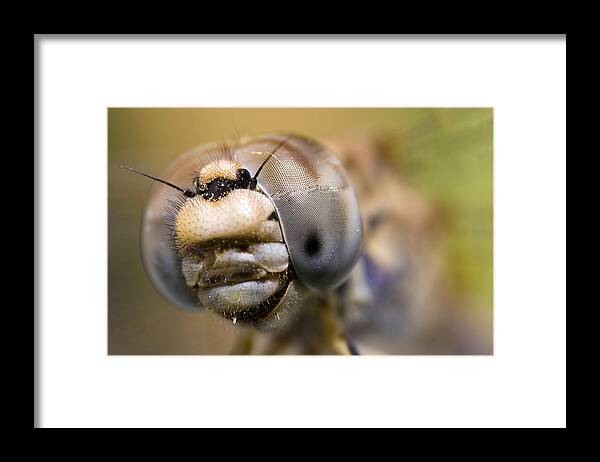 Dragonfly Framed Print featuring the photograph Dragonfly Portrait by Andre Goncalves