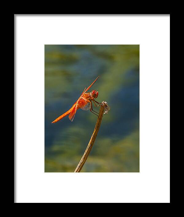 Jean Noren Framed Print featuring the photograph Dragonfly Profile by Jean Noren