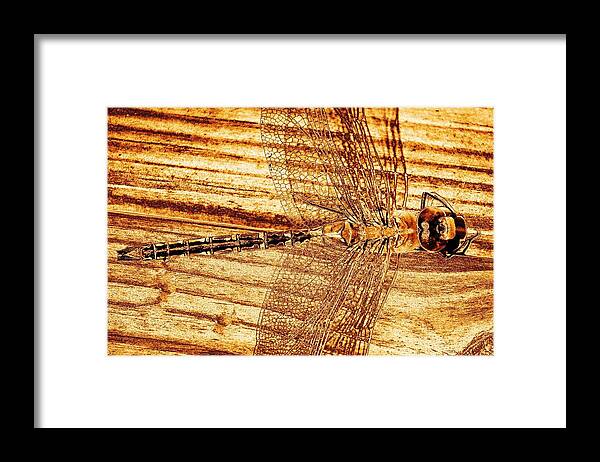 Dragon Fly Framed Print featuring the photograph Dragonfly Sepia by Kim Bemis