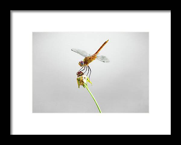 Dragonfly Stance Framed Print featuring the photograph Dragonfly Stance by Steven Michael