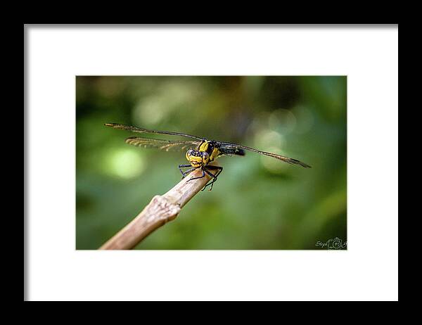 Insect Framed Print featuring the photograph Dragonfly by StephGabler