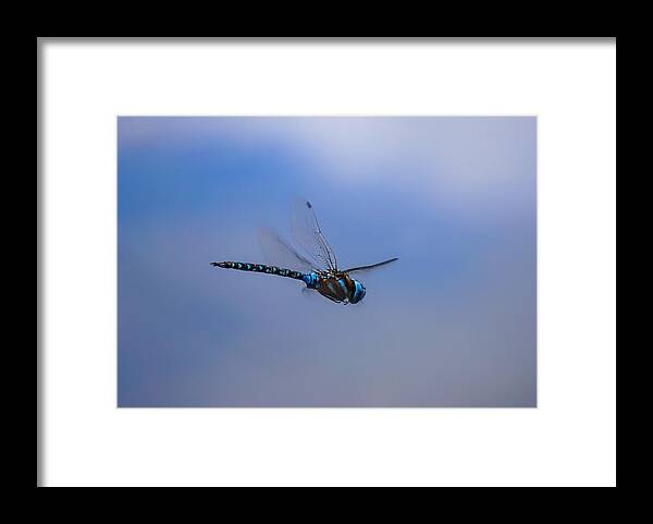 Dragonfly Framed Print featuring the photograph Dragonfly by Wayne Enslow
