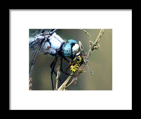 Dragonfly Framed Print featuring the photograph Dragonfly With Yellowjacket 5 by J M Farris Photography