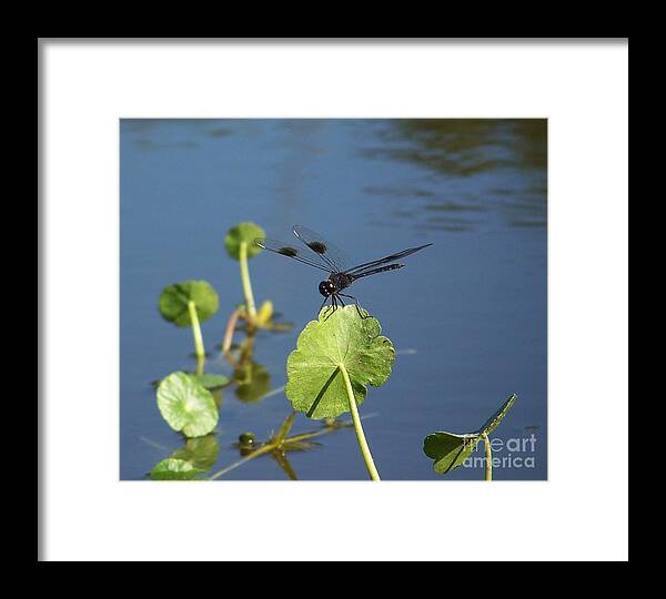Dragon Fly Framed Print featuring the photograph Dragon's Landing by Amanda Vouglas