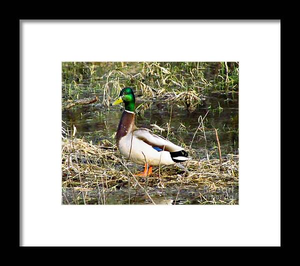 Waterfowl Framed Print featuring the photograph Drake Mallard by James Seitzinger