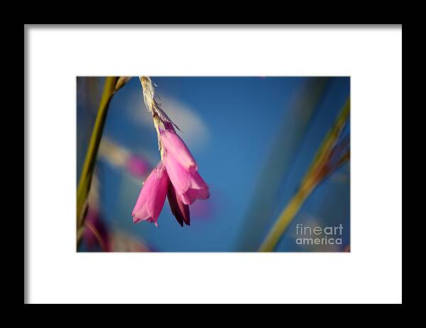 Floral Framed Print featuring the photograph Draped by Sheila Ping