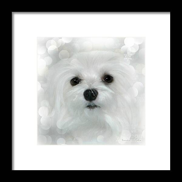maltese Dog Framed Print featuring the photograph Dreams in White by Morag Bates